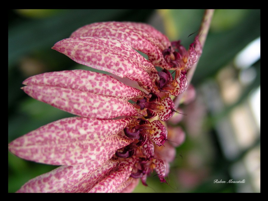 "Orquidea" de Ruben Moscatelli