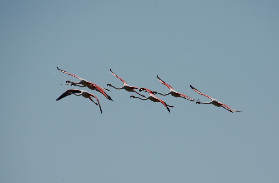 "Vuelo en formacion" de Manuel Angel Patio