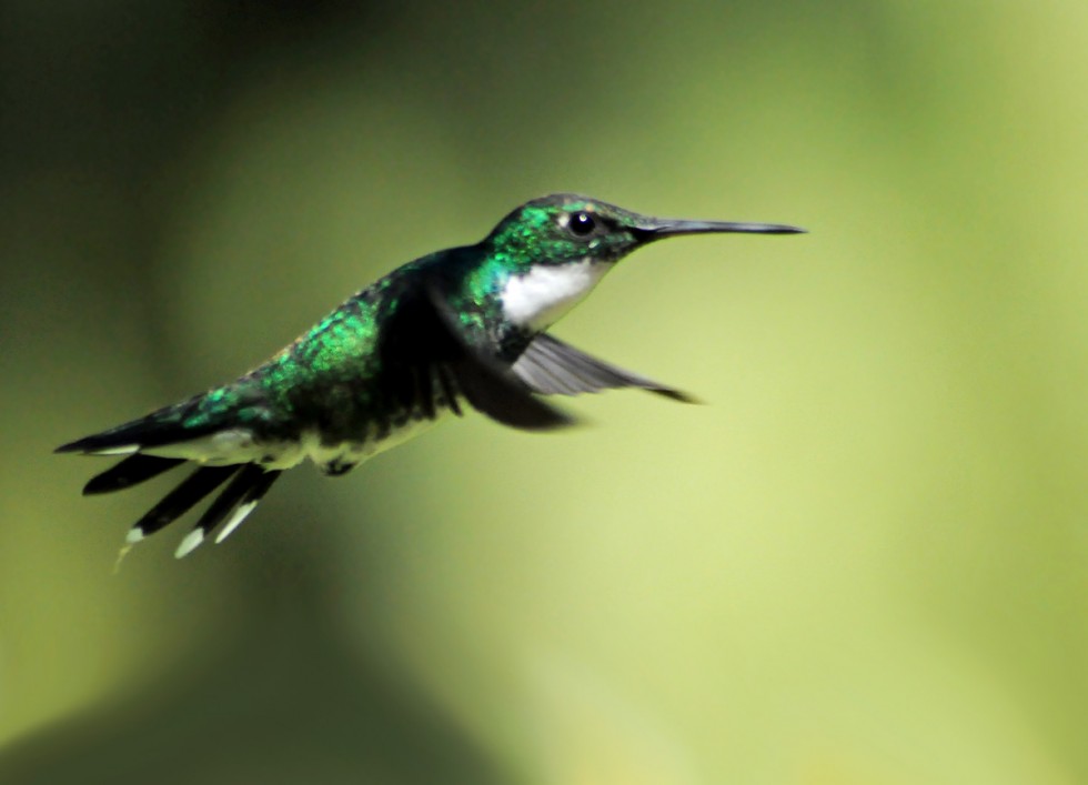 "el vuelo del picaflor" de Edith Polverini