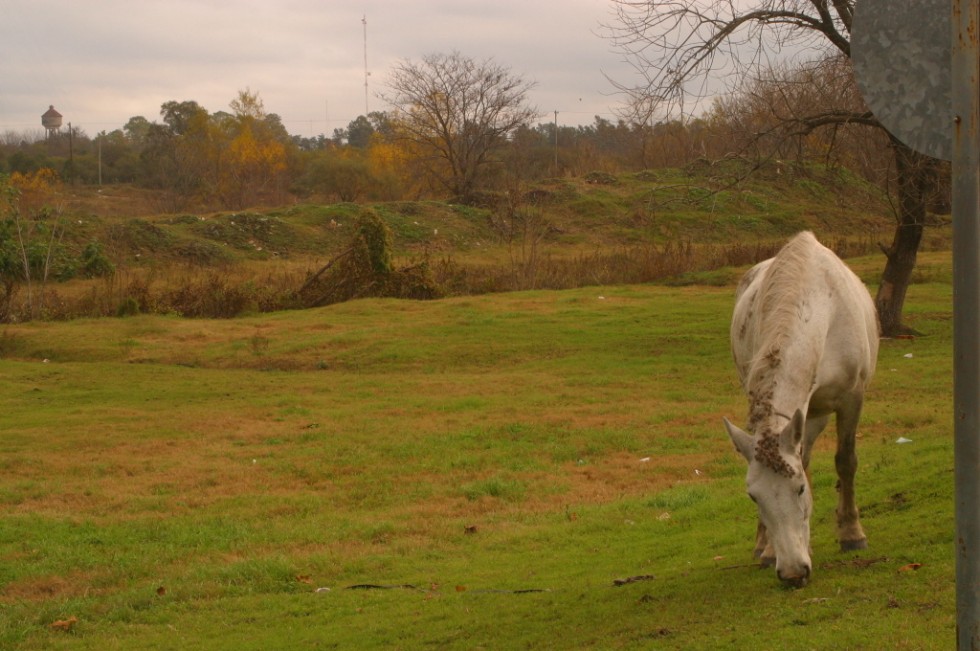 "caballos" de Frin Forno