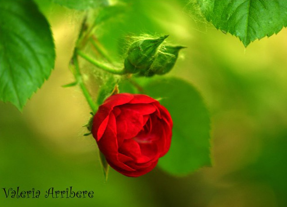 "Querida Rosa..." de Valeria Arribere