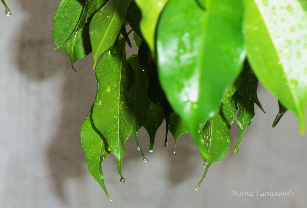 "Despus de tanta lluvia I" de Marina Larramendy