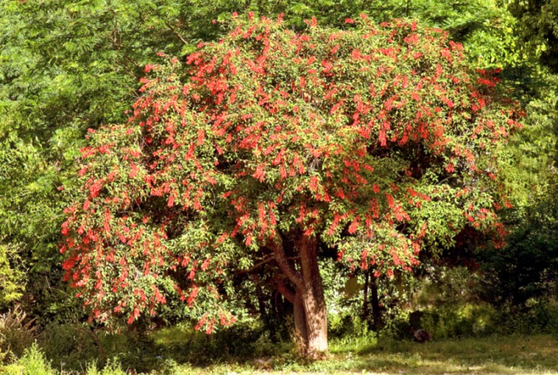 "Flor nacional" de Rodolfo Crespo