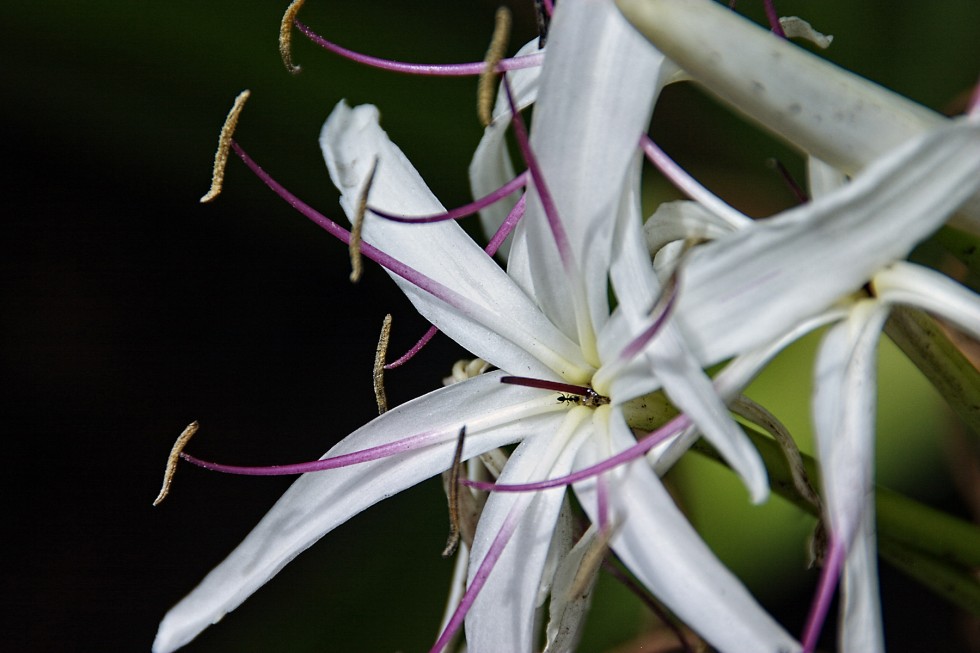 "Orqudea con hormiga" de Manuel Velasco