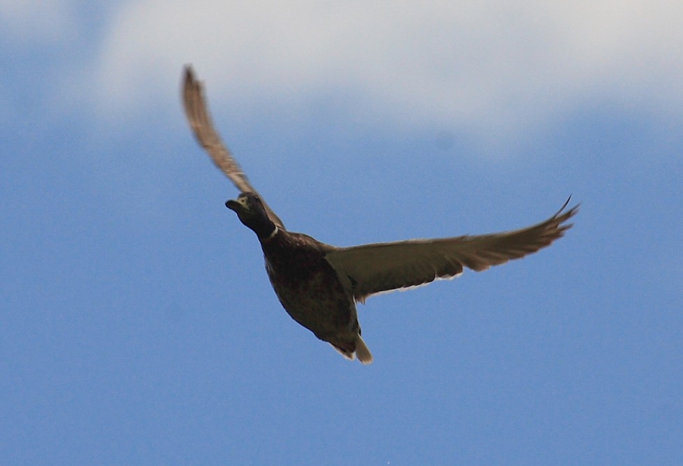 "Un vuelo preciso" de Manuel Angel Patio