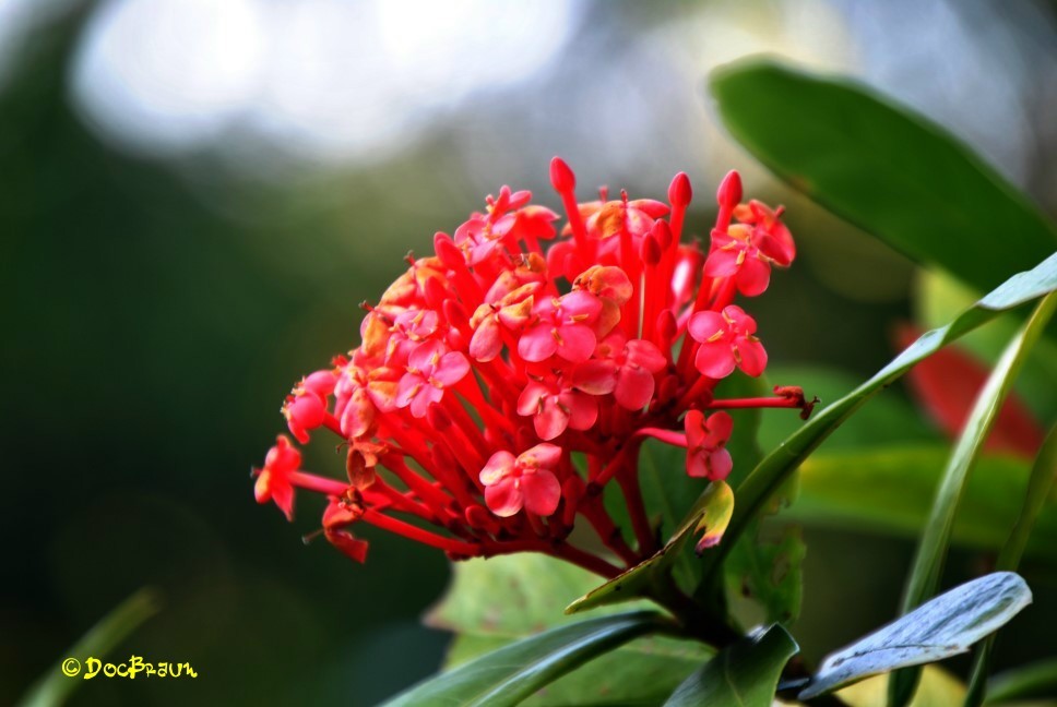 "Flora misionera" de Juan Jos Braun