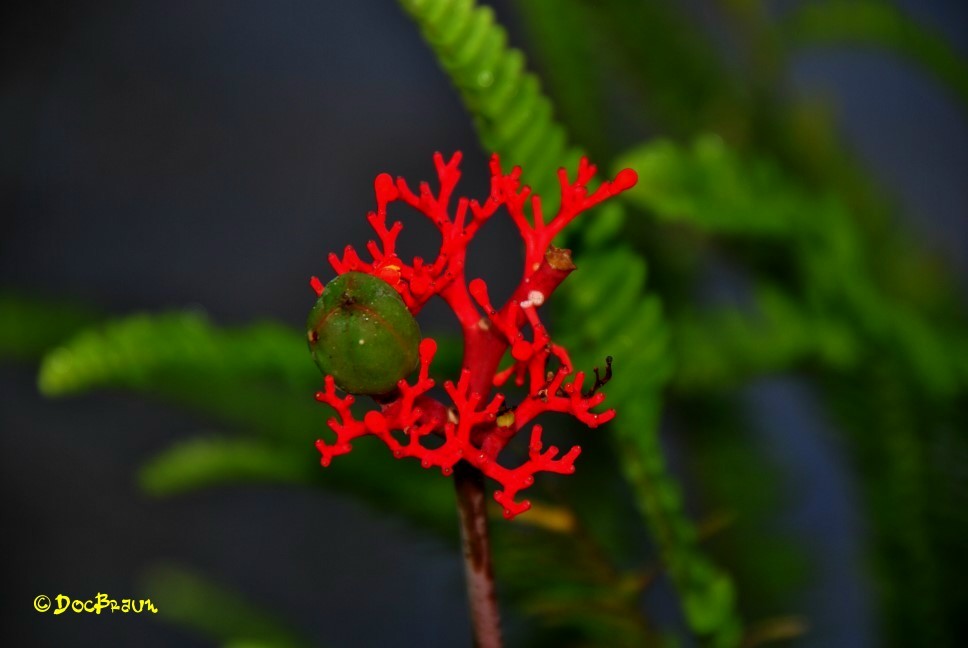 "Flora misionera 2" de Juan Jos Braun