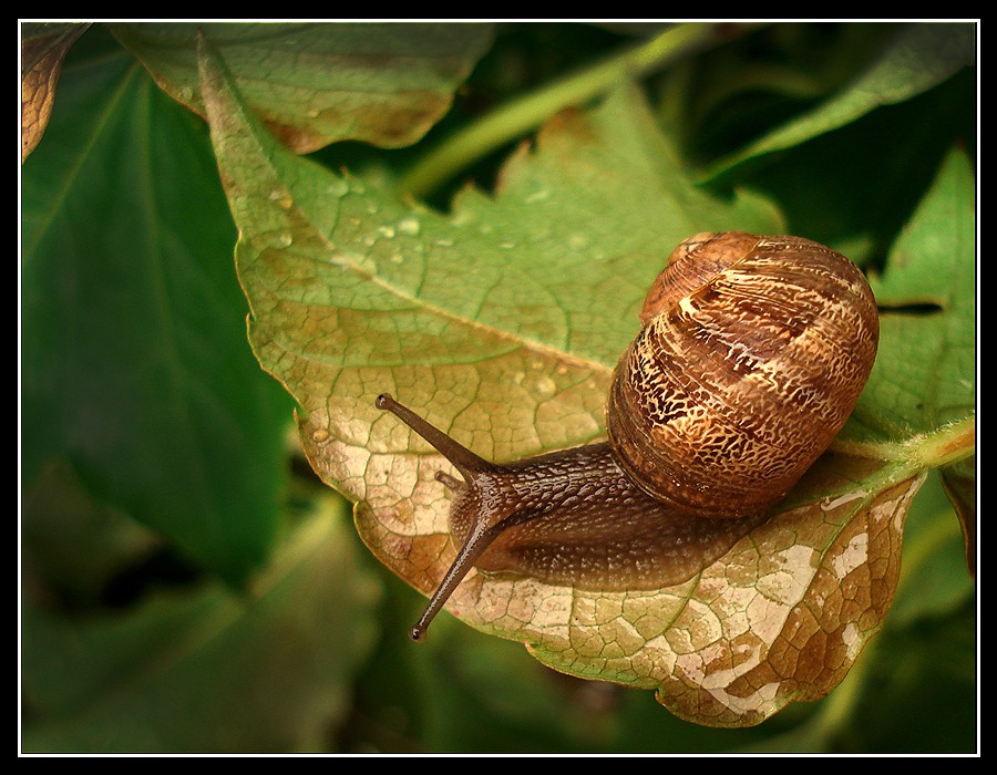 "Despus de la lluvia, el caracol... (color)" de Eli - Elisabet Ferrari