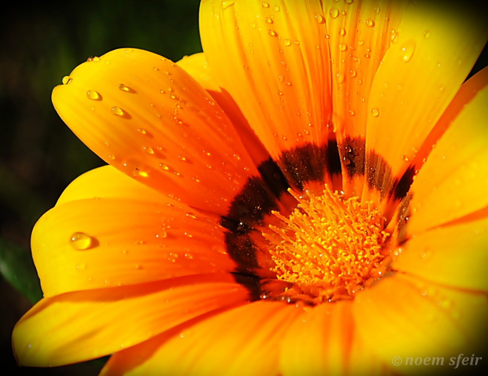 "Gazania" de Noem Sfeir