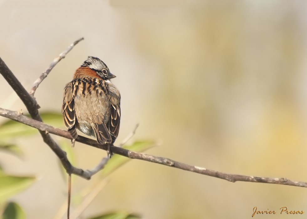 "Chingolito en las garras de la naturaleza." de Javier Presas