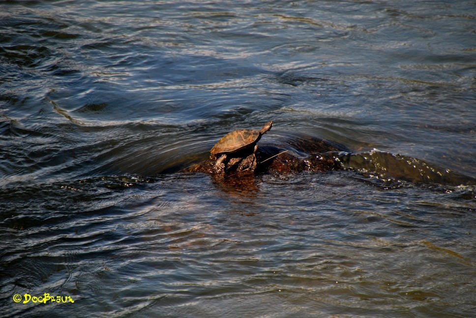 "Tortuguita" de Juan Jos Braun