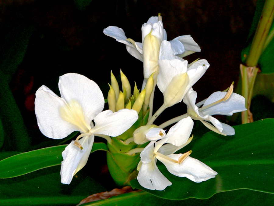 "Flor de ambar" de Rodolfo Crespo