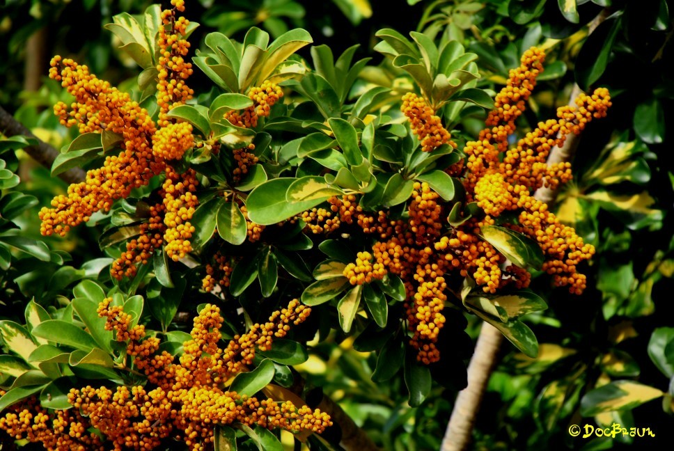 "Flora misionera" de Juan Jos Braun