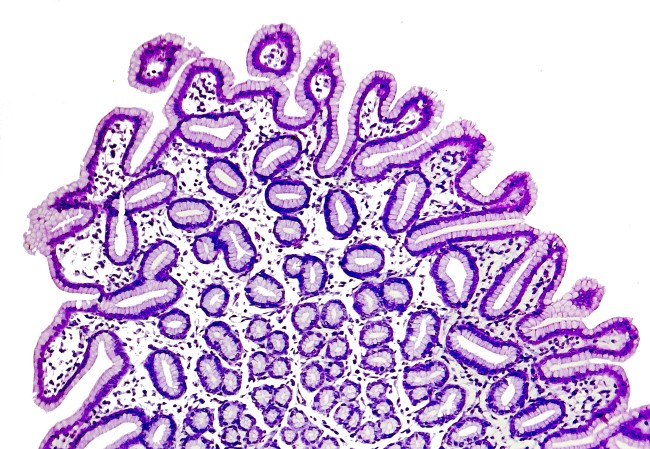 "Mundo microscopico" de Rodolfo Crespo