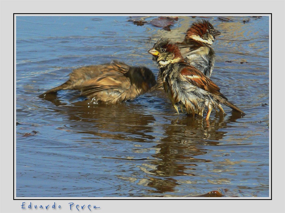 "Alertas" de Eduardo Perez