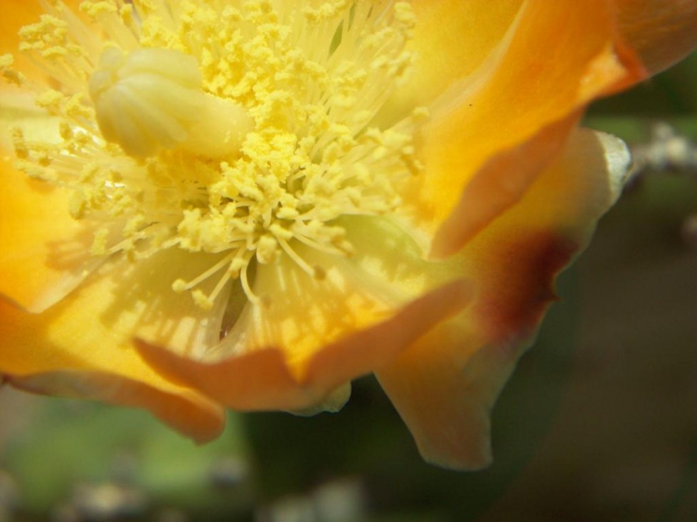 "flor" de Fermn Luna