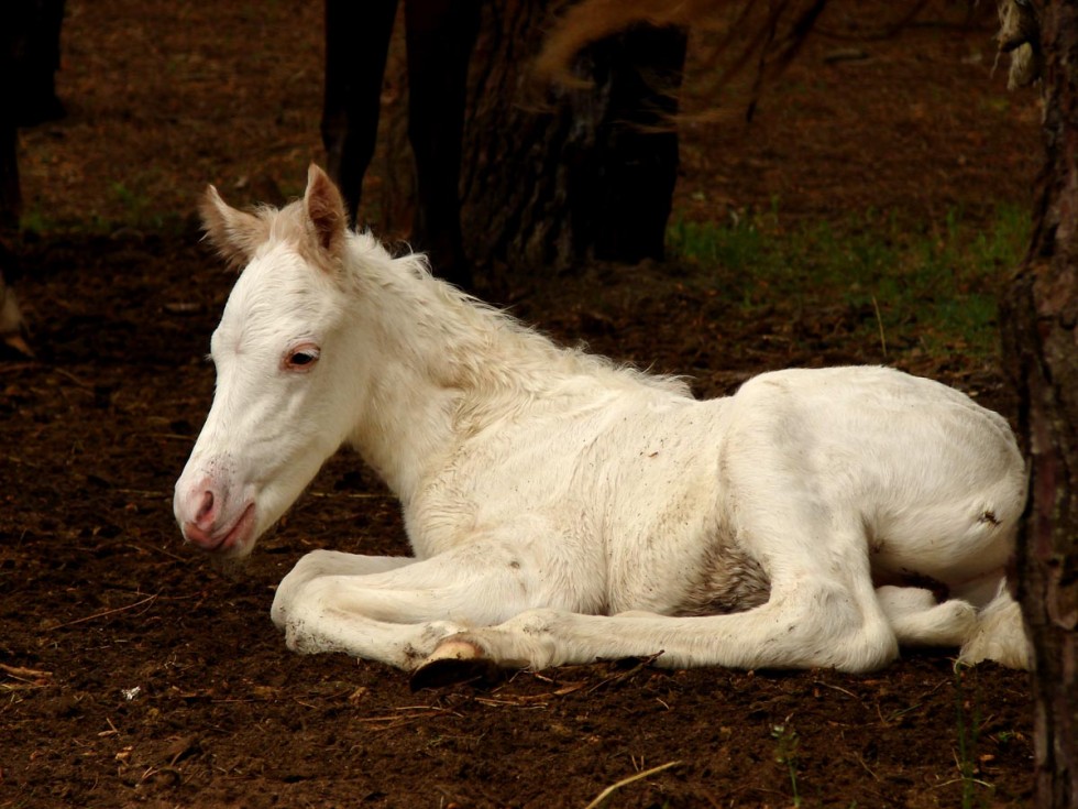 "caballito blanco" de Edith Polverini