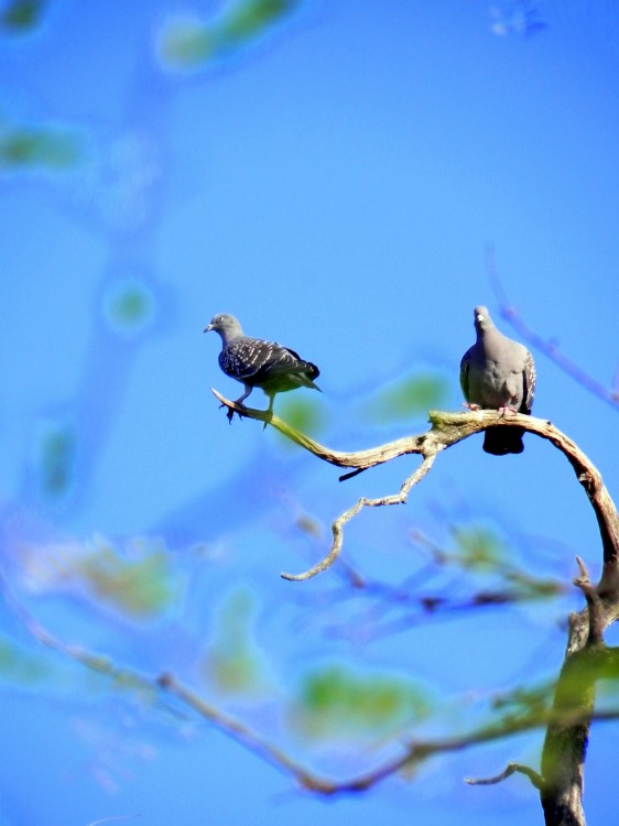 "Bonito casal" de Mirta Irene Judengloben