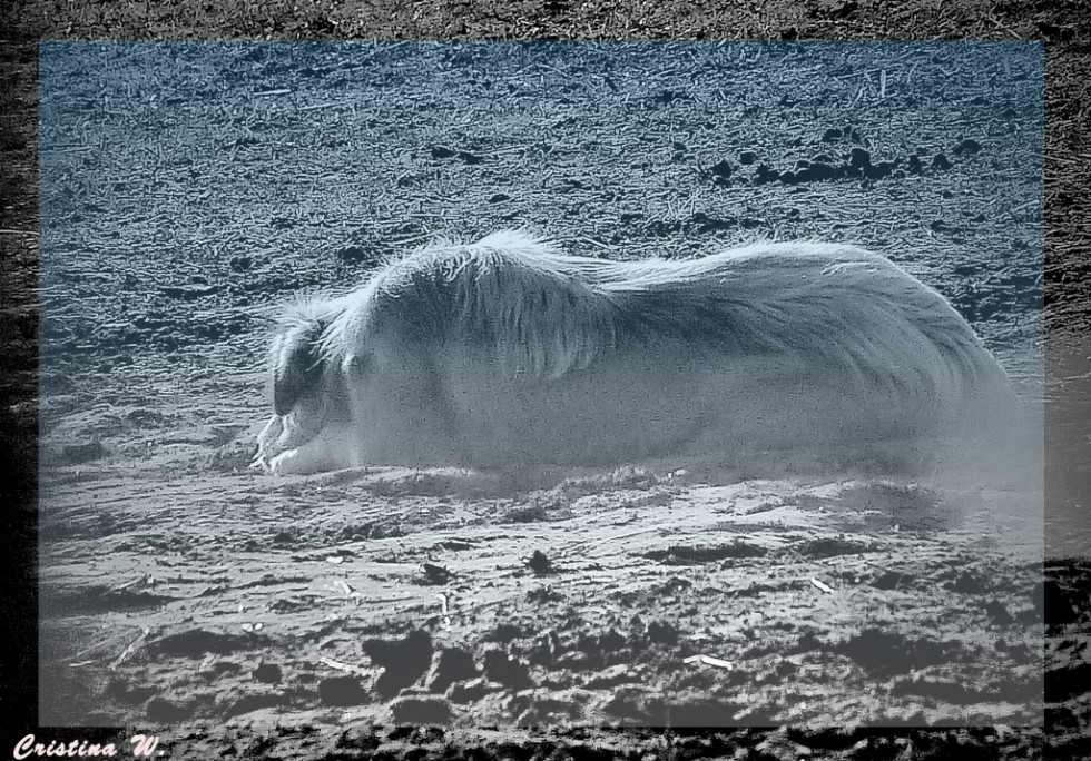 "Descanso...." de Cristina Wnetrzak