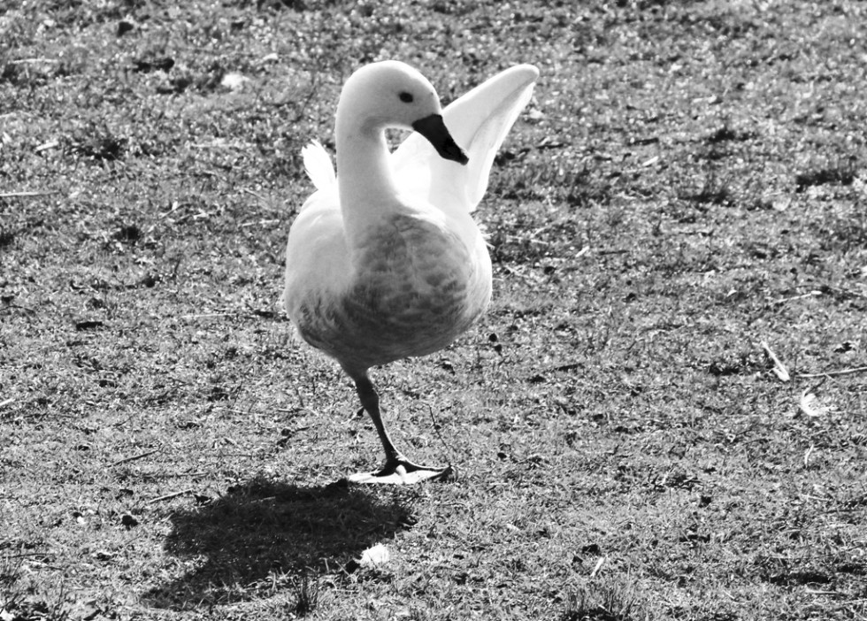 "Pato haciendo stretching...." de Cristina Wnetrzak