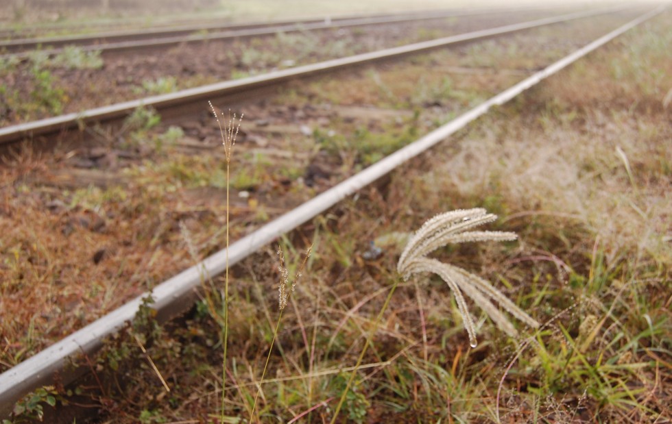 "Plantas silvestres en las vias...." de Romina Esponda