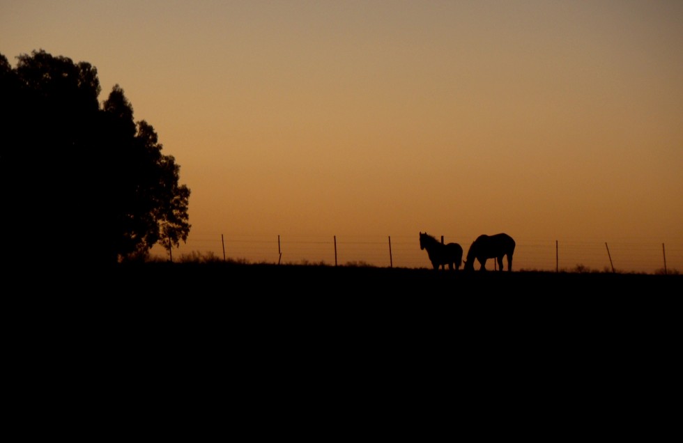 "Atardecer campestre" de Sandra Ermandraut