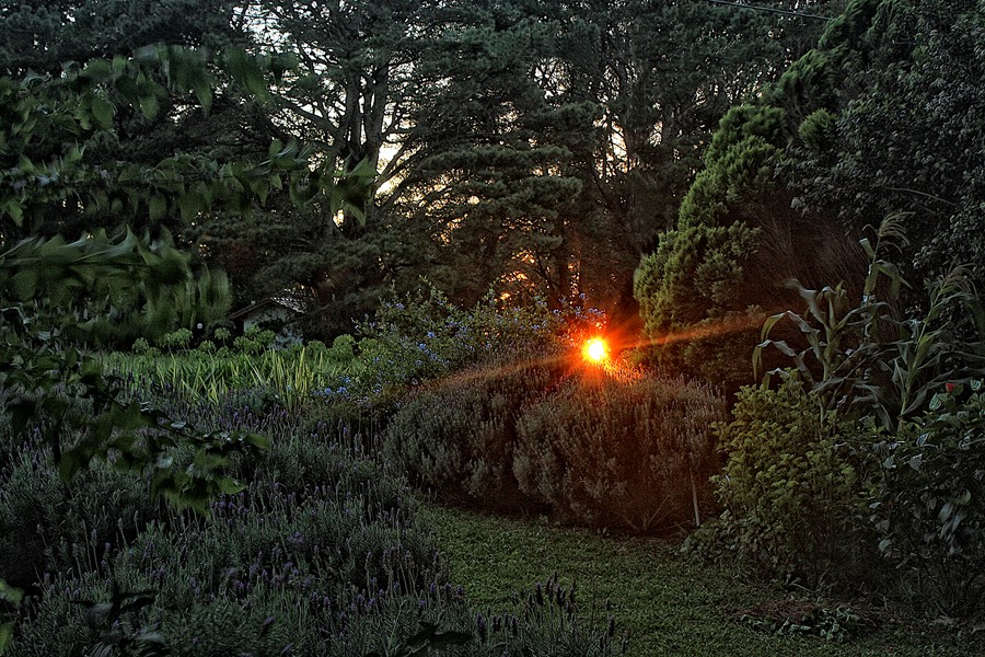 "Amanece en el bosque" de Stella Maris Kippke