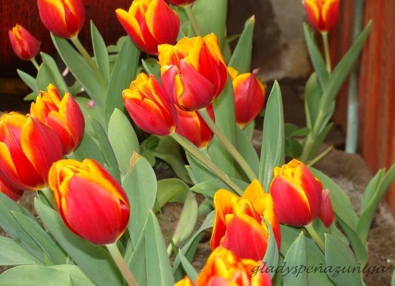 "los otros tulipanes...." de Gladys Pea Zuiga