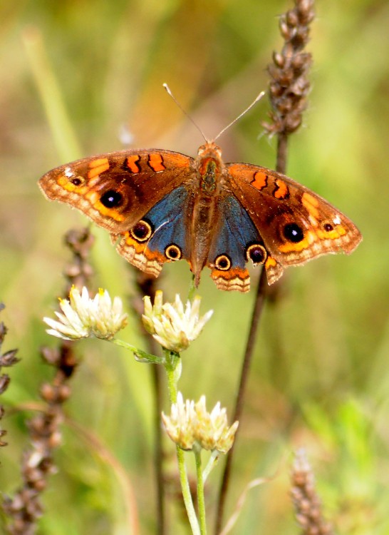 "junonia" de Edith Polverini