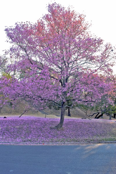 "Lapacho en flor" de Rodolfo Crespo