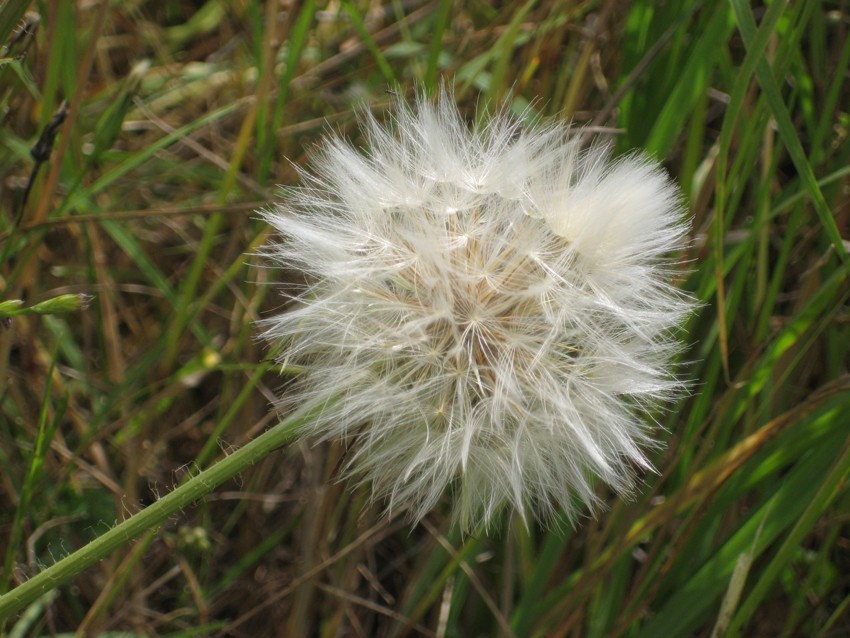 "Plumerillo" de Adrian Melo