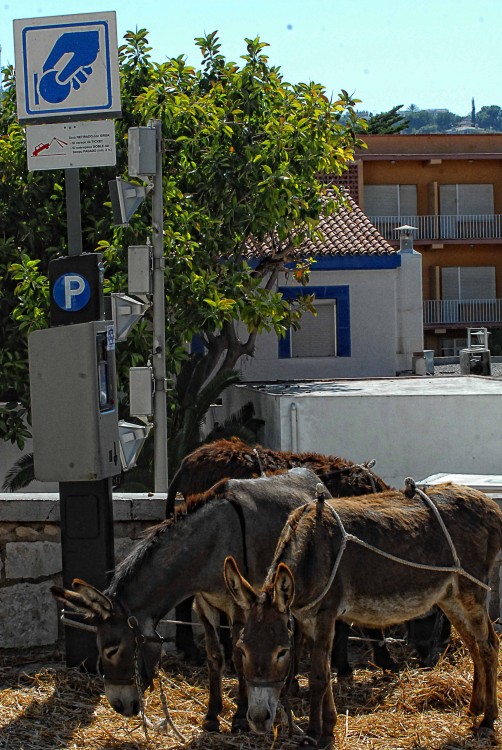 "Burros por hora." de Mauricio Alejandro Granata.