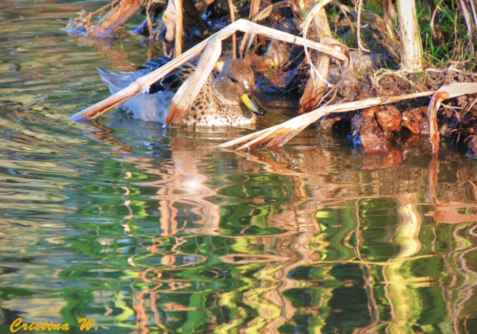 "Otra de patos.... y reflejos" de Cristina Wnetrzak