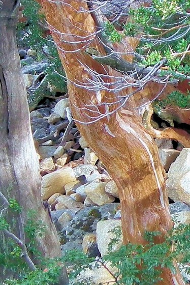 "arrayan y piedras,pedazo de bosque Neuquino" de Rosie Kolacek