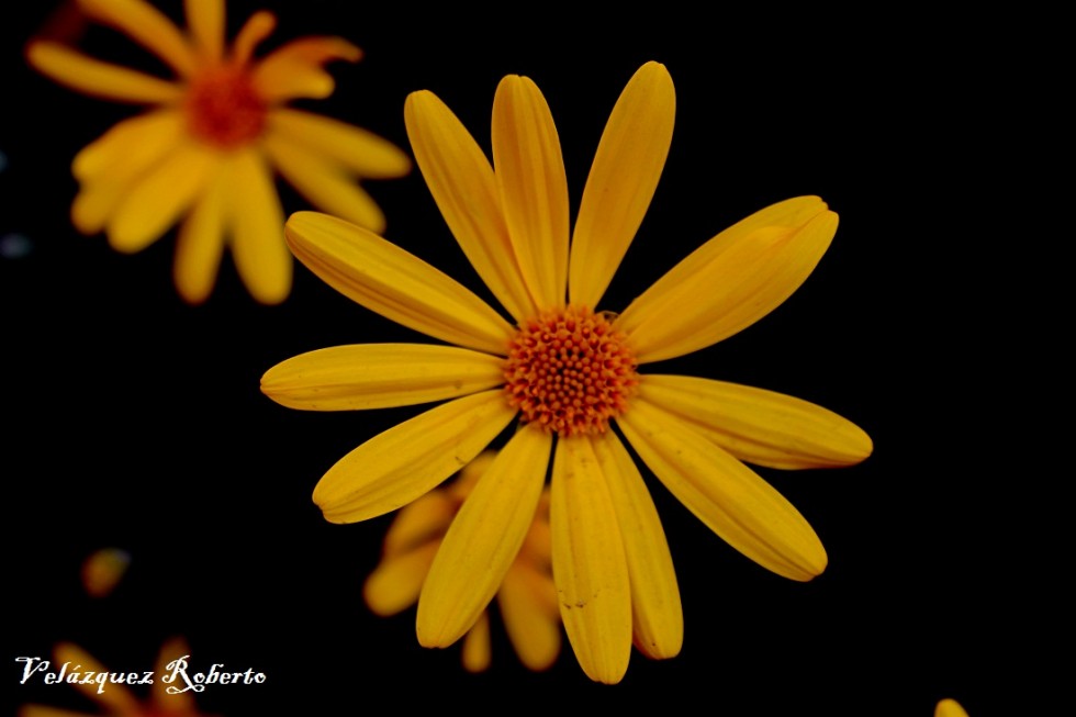 "flor hermosa." de Roberto Velazquez