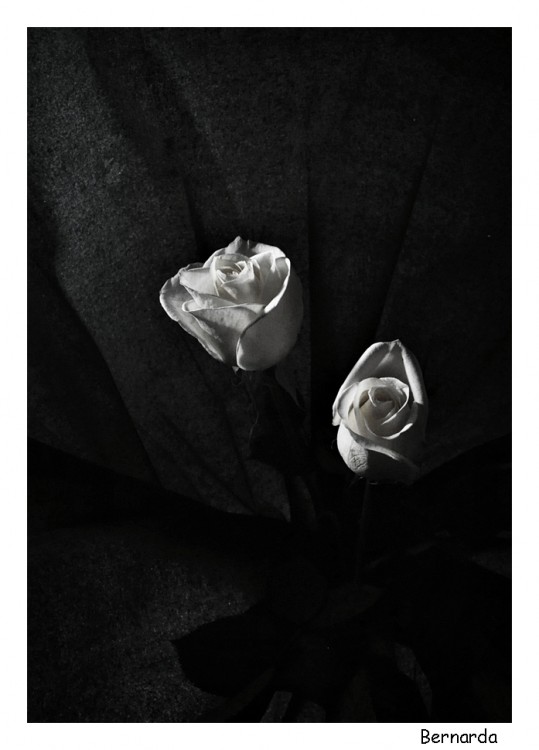 "Blanco y negro en flor" de Bernarda Ballesteros