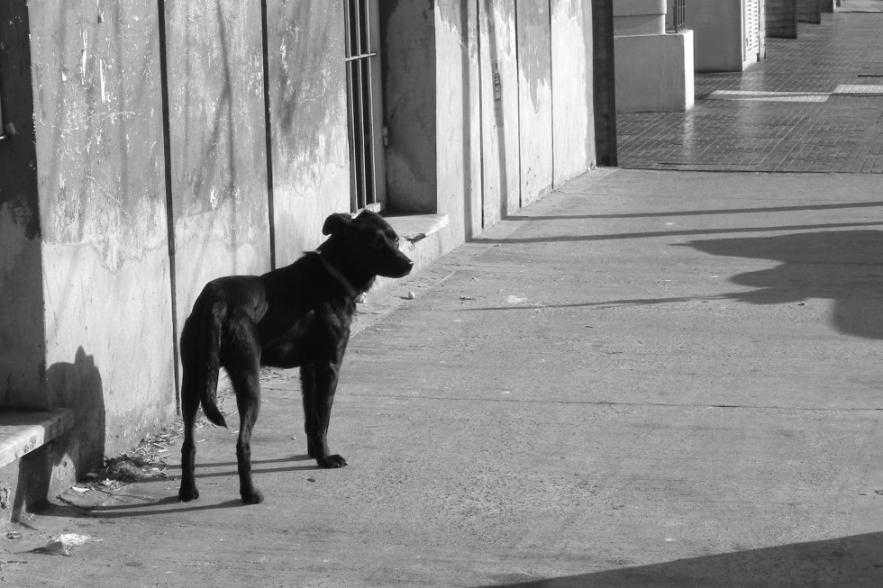 "Perro solito" de Mirta Irene Judengloben