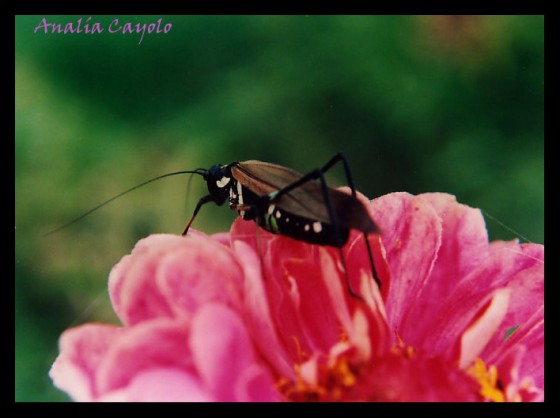 "Explorando el planeta Rosa" de Anala Cayolo