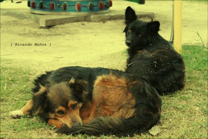 "amistad canina" de Ricardo Andres Muoz