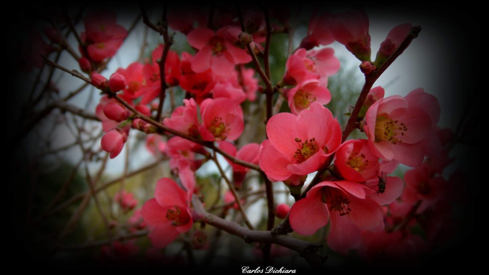 "Flores del invierno" de Carlos Dichiara