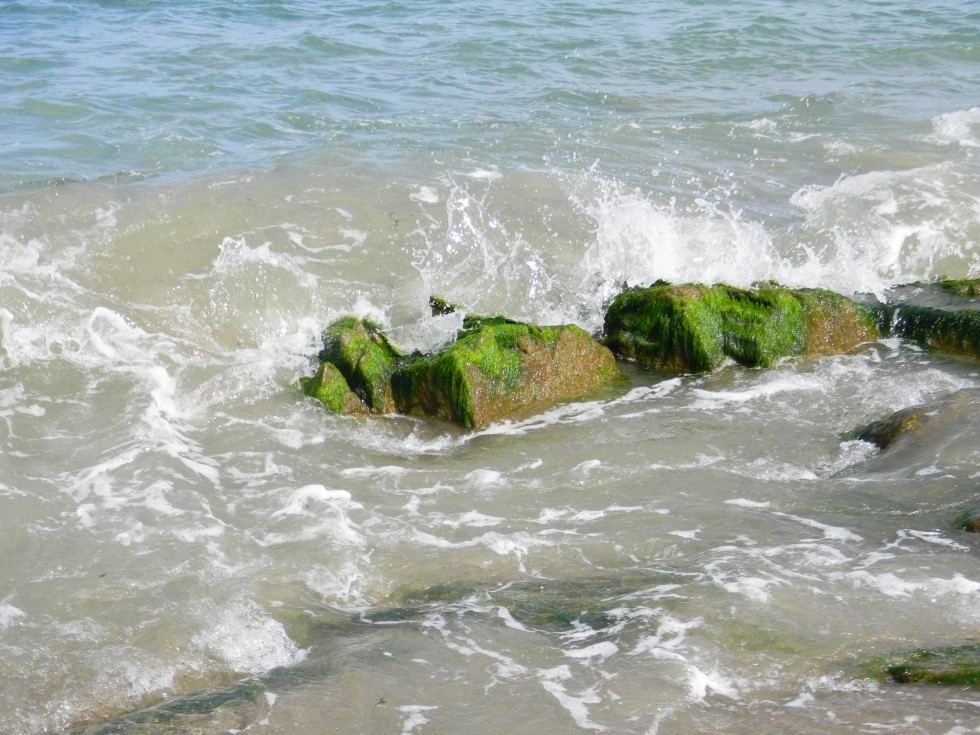 "el mar baa las algas" de Maria Rosa de Santiago