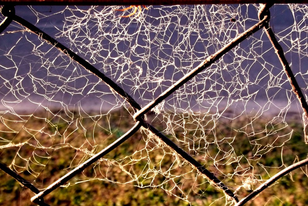 "textura" de Maria Del Rosario Arce