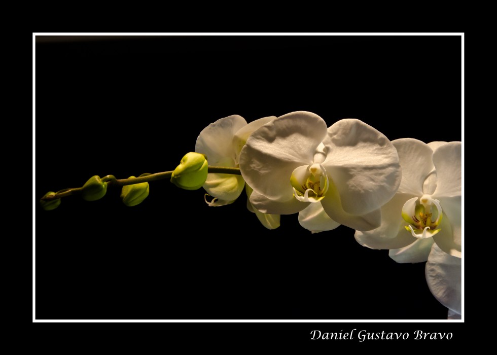 "Flores y la luz" de Daniel Gustavo Bravo