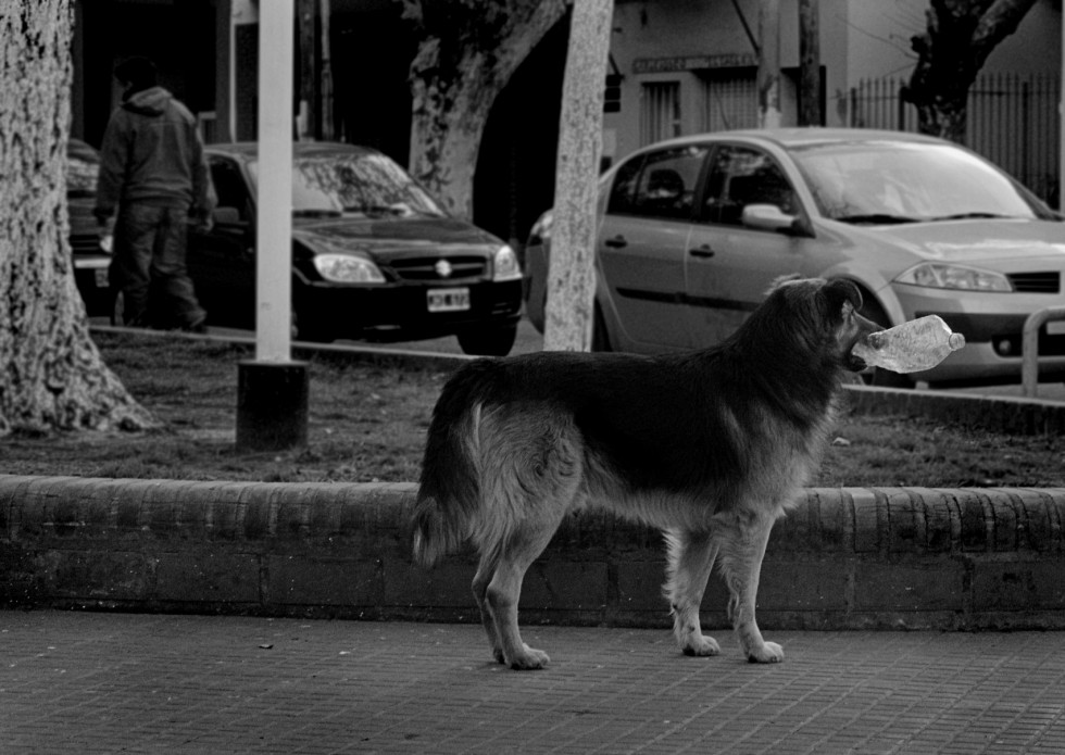 "Perro botellero" de Elizabeth Gutirrez (eligut)