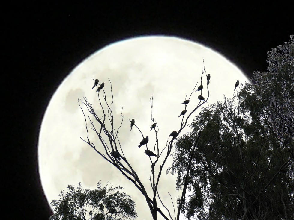 "... de Luna y Plumas" de Jorge Muoz Graf