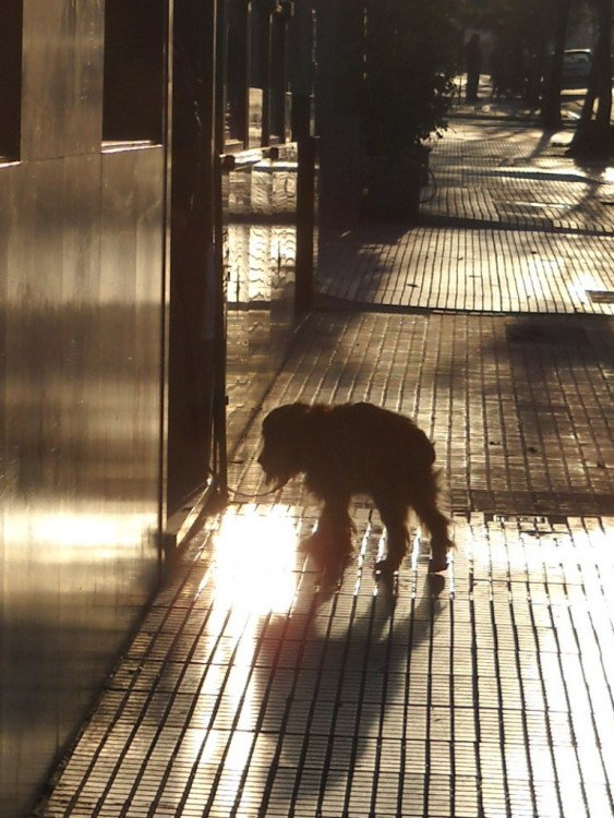 "Mejor...me voy a casa!" de Ana Vaccari