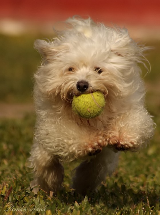 "Perro tenista" de Romn Nardi