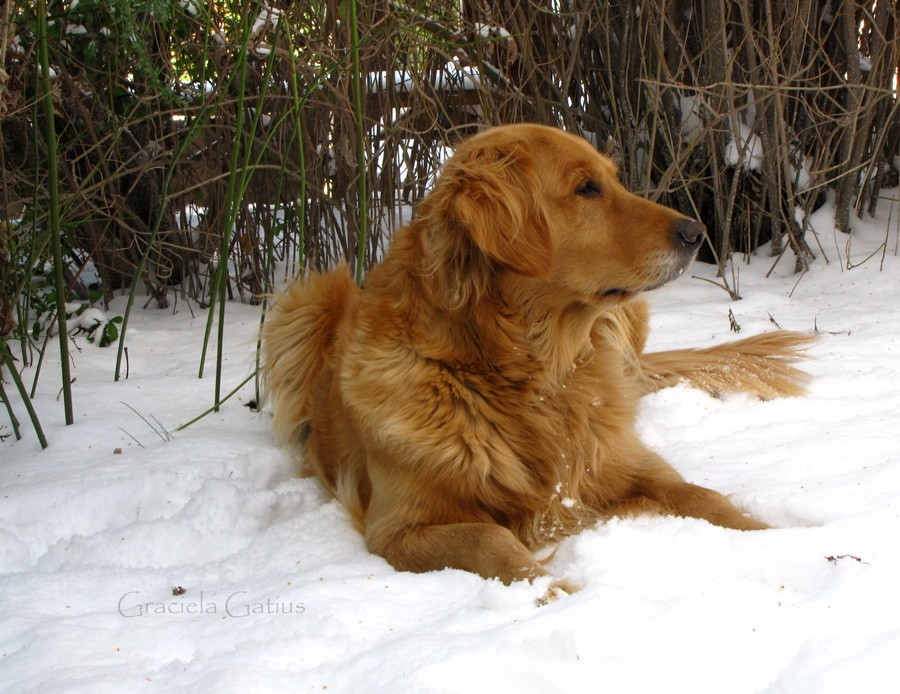 "la nieve fra??? nooo para Cata no!!" de Graciela Gatius