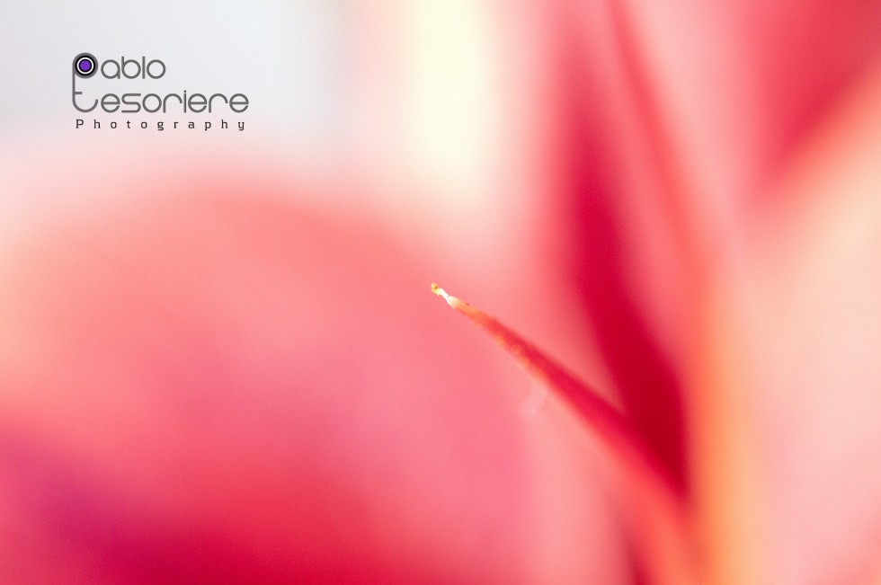 "Macro shot" de Pablo Tesoriere