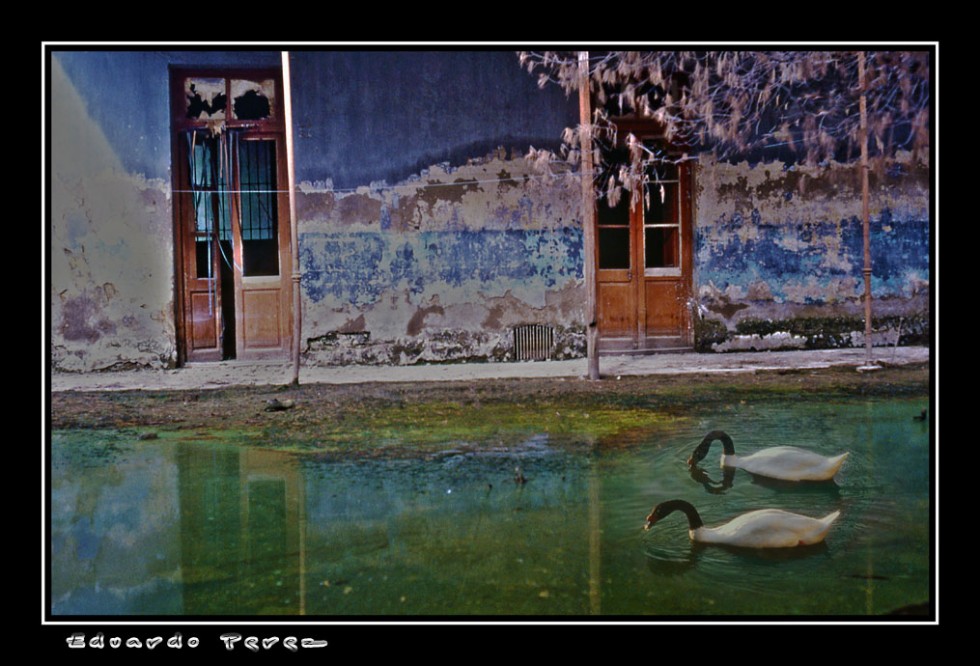 "Cisnes en la Casa Abandonada" de Eduardo Perez